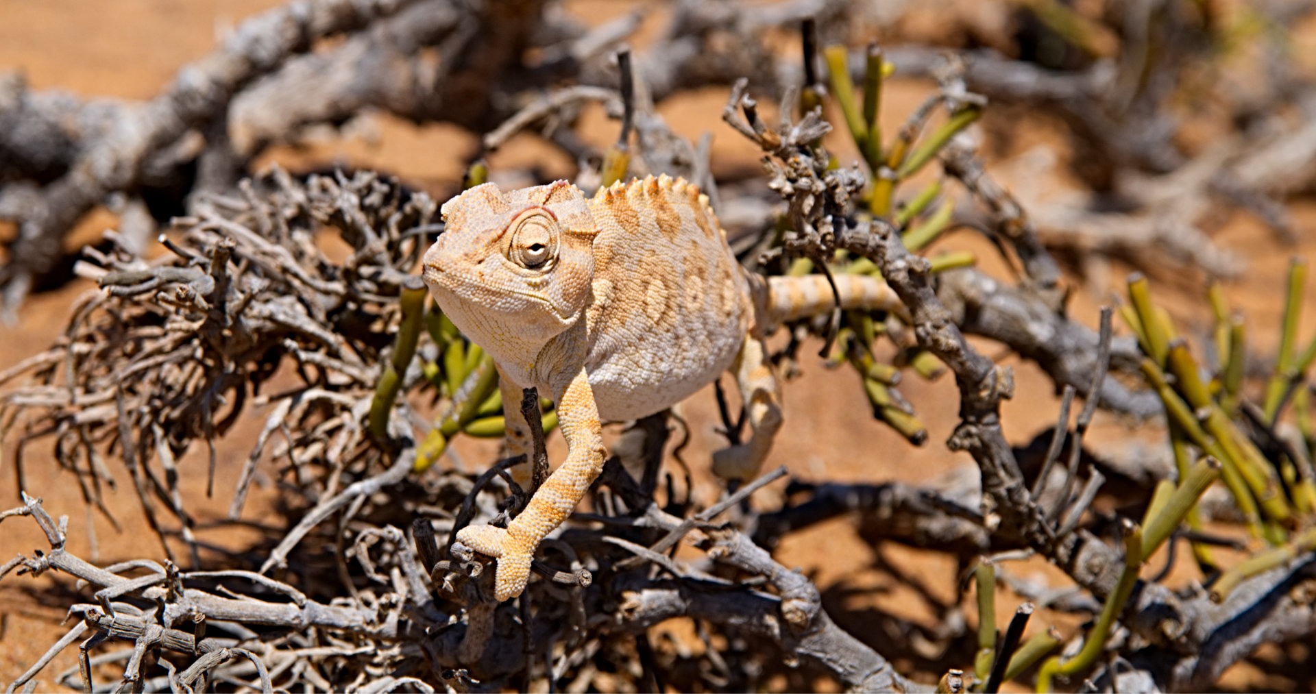 Chamäleon in der Namib Wüste, Namibia